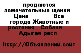 продаются замечательные щенки › Цена ­ 10 000 - Все города Животные и растения » Собаки   . Адыгея респ.